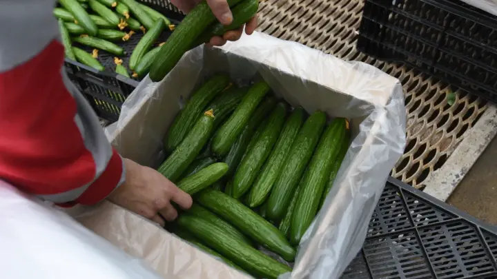 Магазины Новосибирска ввели ограничения на продажу огурцов