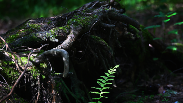Всё будет сделано за полчаса: Литва пытается напугать Россию за счёт туристов