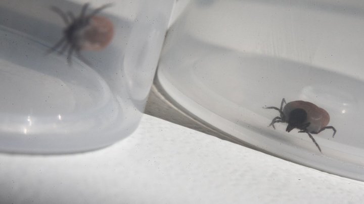 Клещи атакуют: Почти половина пострадавших в Ростовской области от укусов кровососов – дети