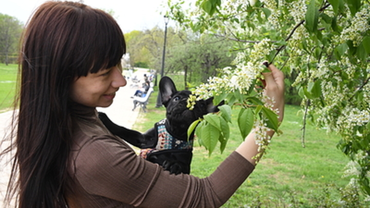Миллионы собаковладельцев совершают одну ошибку. Что делать с лужами на полу?