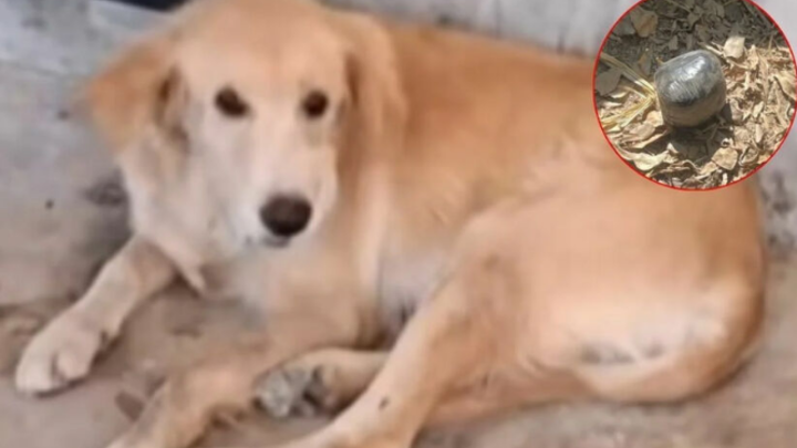 Собака в Таиланде нашла на улице бомбу в виде мячика и отдала ребёнку