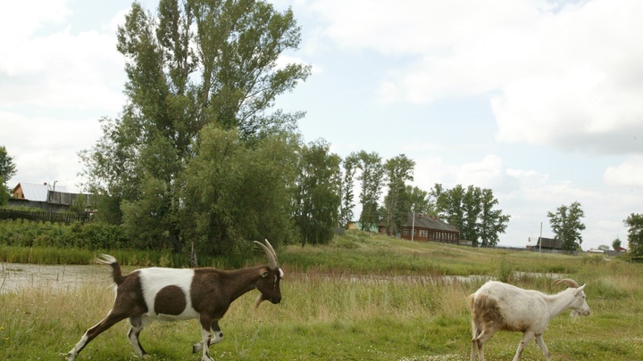 Окровавленные трупы коз обнаружили возле скульптуры Мацеста в Сочи