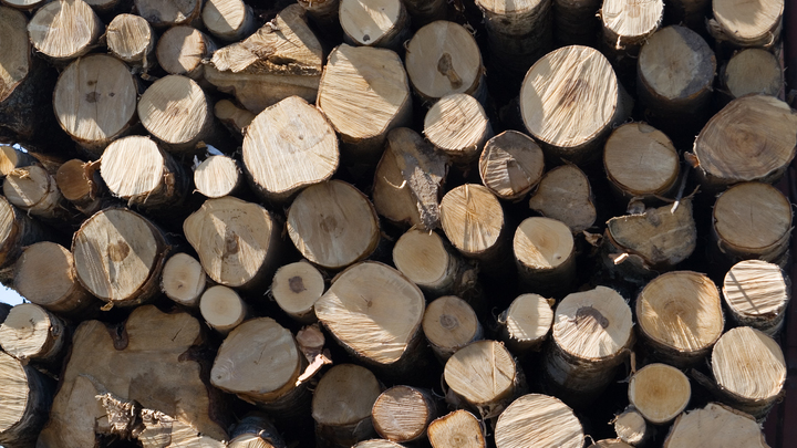 В Краснодаре коммунальщик избил пенсионерку за попытку остановить вырубку дерева