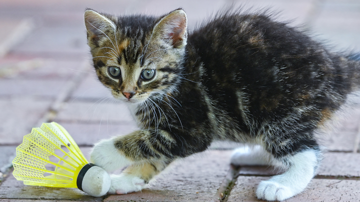 Котёнок размером в два соусика: Милый мем сделает вас ближе к науке
