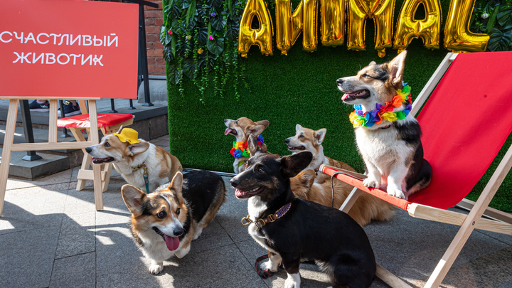 В Краснодаре на отлов бездомных животных в 2022 году потратят 19,5 млн рублей