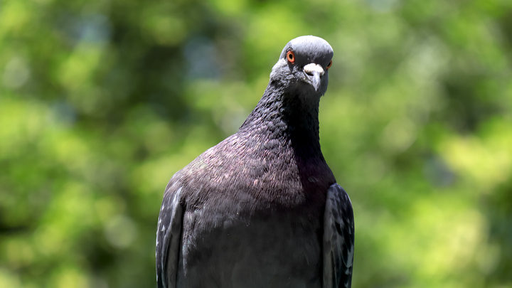 Голубь решил преподать уткам мастер-класс по плаванию. Но что-то пошло не так