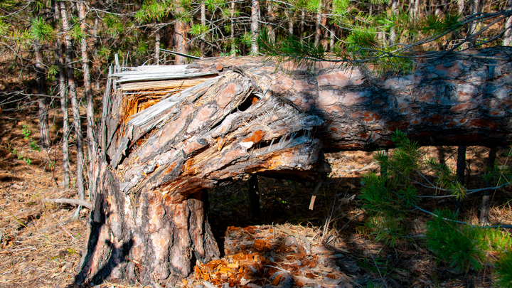 В Сочи ветром повалило несколько деревьев, в горах прошёл снег