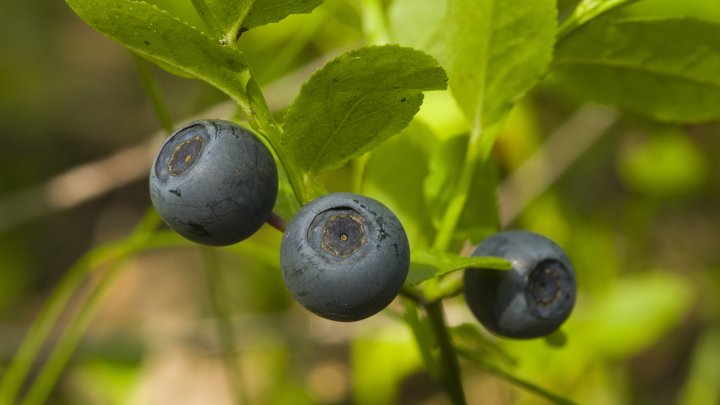 Диетолог дала рекомендации по правильному питанию людям с диабетом