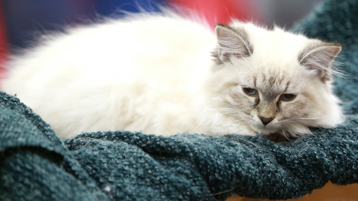 Поджарил в микроволновке: На Кубани сотрудник УФСИН издевался над котом