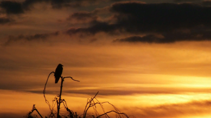 Странное поведение птиц незадолго до землетрясения в Турции сняли очевидцы