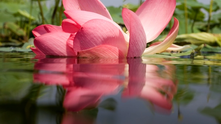 Меньше лотосов - больше змей. Уникальное озеро под Волгоградом удивило местных