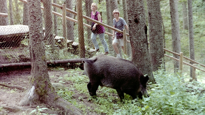 Женщинам - бесплатно: в сафари-парке в Геленджике вновь предпраздничная акция
