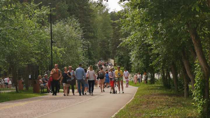 Жёлтые листья на деревьях в июле вызвали беспокойство учёных Новосибирска