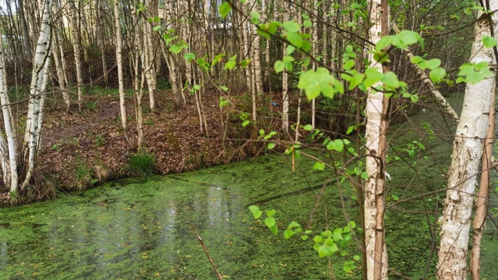 Учёные открыли секрет, почему вся природа общается на частоте 2 герца