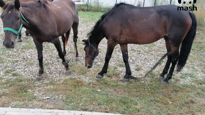 Кони вышли погулять: бродивший по улицам Кисловодска табун отправили на штрафстоянку