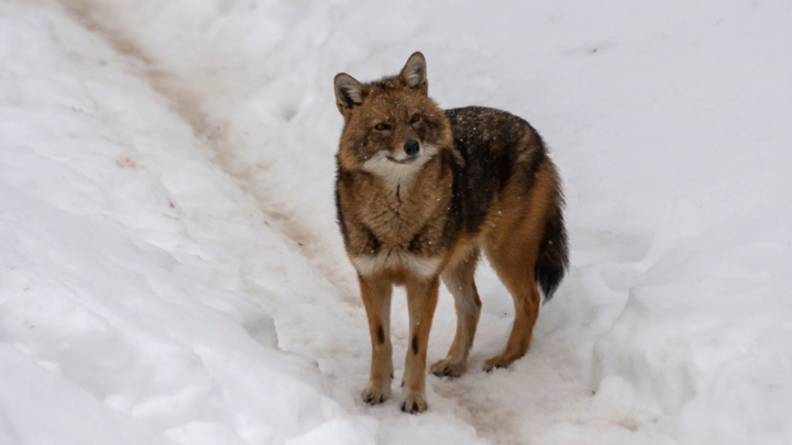 Профилактика России от Меладзе. Озвучены срочные меры, а то Табаки потянутся стаями обратно
