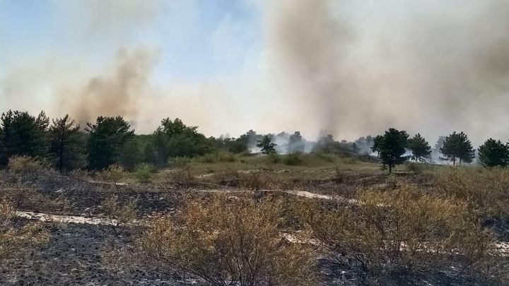 В Ростовской области вновь тушат крупный лесной пожар - второй за сутки