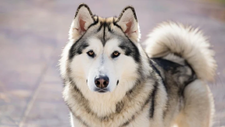 Смерть в коляске: маламут загрыз двухмесячного младенца в Подмосковье