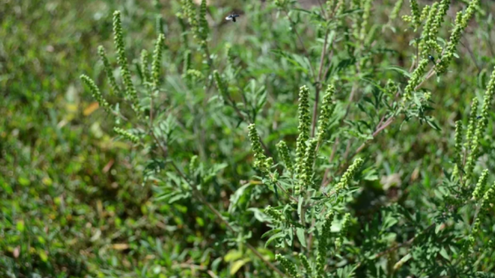 В Краснодаре будут косить амброзию и предъявлять счета собственникам территорий