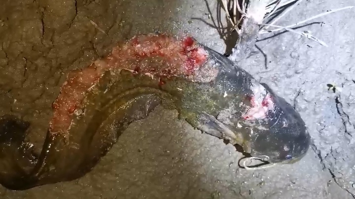 Рыбак из Забайкалья поймал зомби-сома