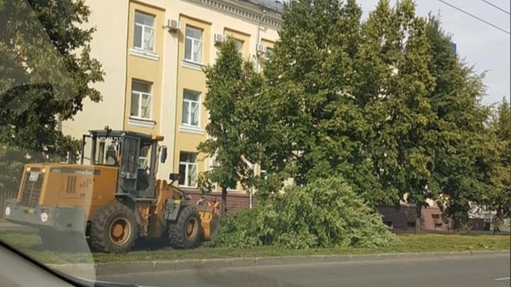 На проспекте Советском в Кемерове срубили липы