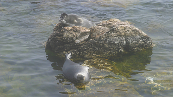 Что погубило тысячи нерп на Каспии: Океанолог уместил ответ в одно слово