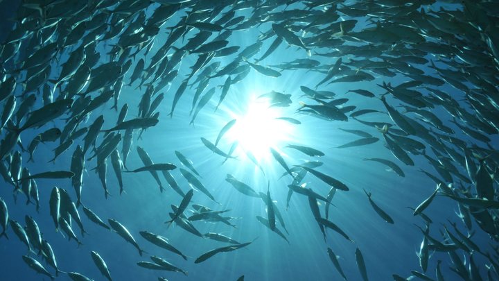 Вестника Апокалипсиса у берегов Тайваня рассорил мир. В чём секрет сельдяного короля?