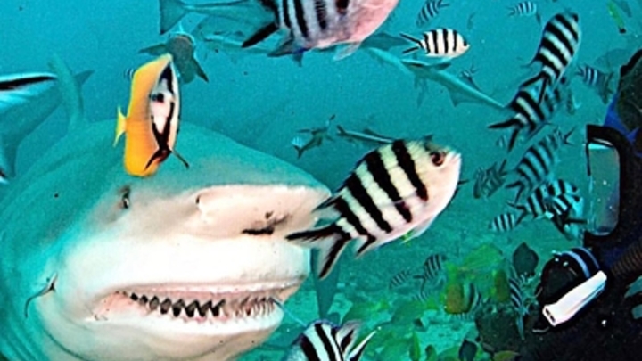 Плывут прямо к пакетам -  Акулы у побережья Бразилии стали наркозависимыми из-за сточных вод