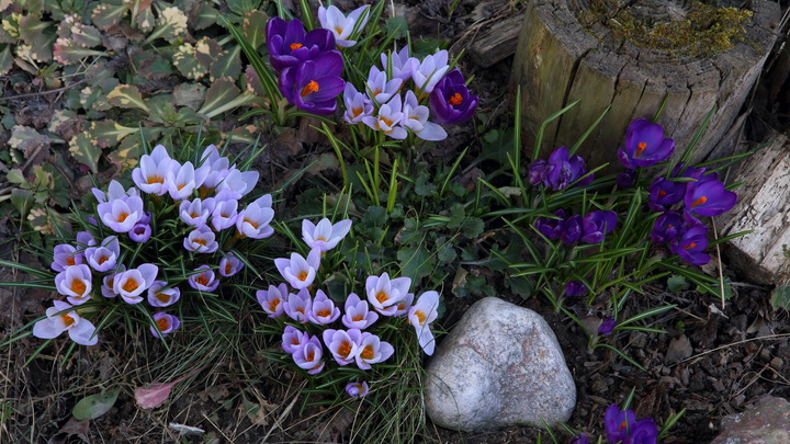 В петербургском ботаническом саду зацвели подснежники