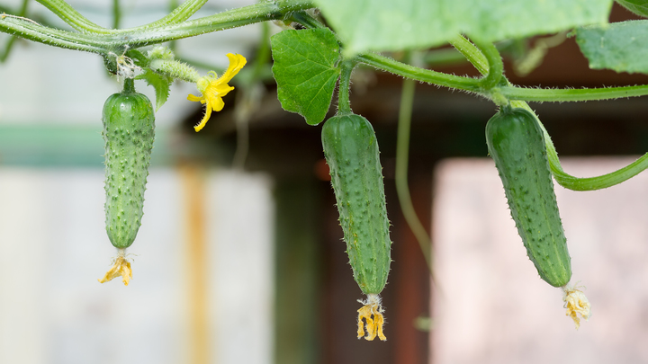 Как ухаживать за огурцами в августе, чтобы листья не желтели – секреты садовода