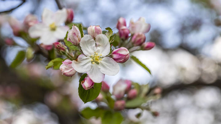 Cатановский рассказал о варварской вырубке в Казани: Впереди ещё много разочарований