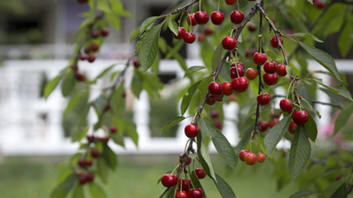 Диетолог: Арбузы и черешня - бомбы замедленного действия