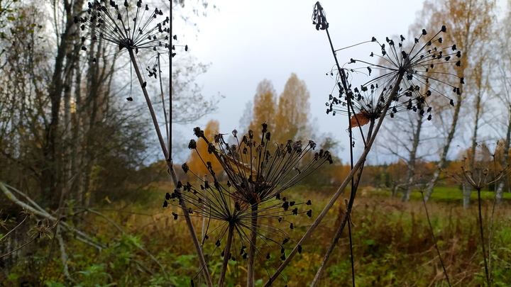 В Сочи в лесном массиве заблудился местный житель с тремя детьми