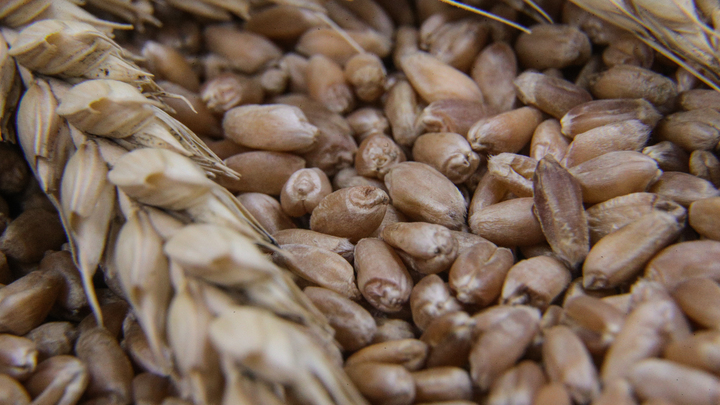 Глава РЗС исключил возможность продления зерновой сделки