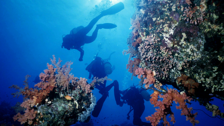 Не катастрофа, но неприятно: О кусачих рыбах на курортах рассказал профессор