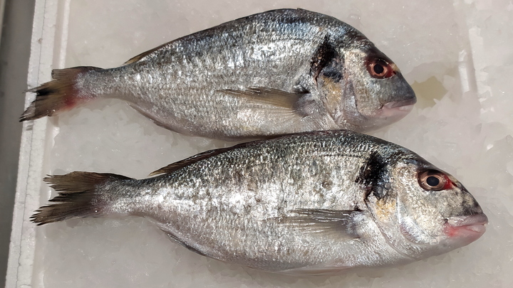 Мелитопольский Рыбцех №1 сможет ежемесячно производить до 80 тонн рыбы – Балицкий