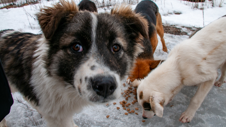 Запорожские волонтеры провели акцию помощи бездомным животным