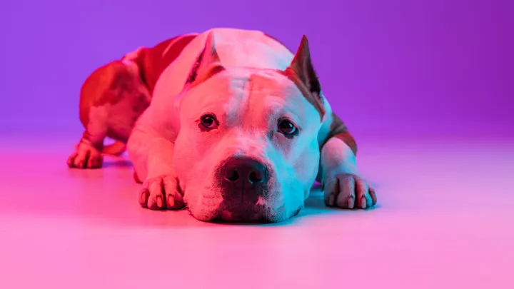 «Это грабеж»: в России призвали отменить доплаты за животных в отелях