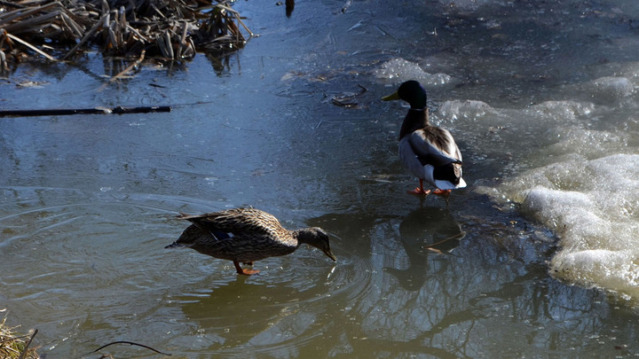 Народные приметы на Василисин день 23 марта: о чем ей молятся перед паводком