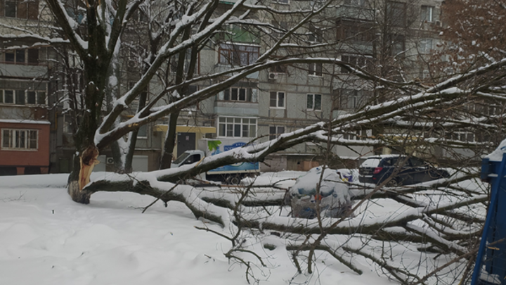 В Ростове-на-Дону коммунальщики несколько дней не убирают упавшее дерево