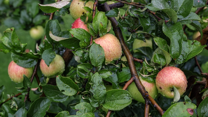 Осенняя обрезка яблонь: эксперт назвал роковую ошибку, которая губит дерево зимой