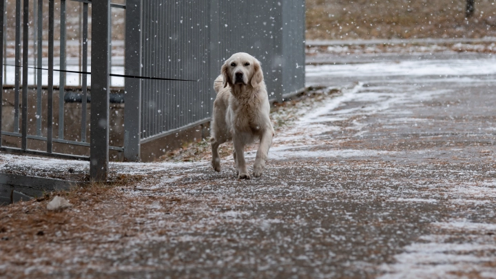 Армия меня научила: Девушка-солдат бросилась в ледяную воду за питомцем. На всё ушло 3 минуты