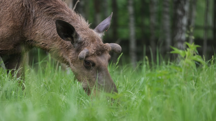 Особый интерес: На саммит Путина и Трампа пришли посмотреть медведи и лоси