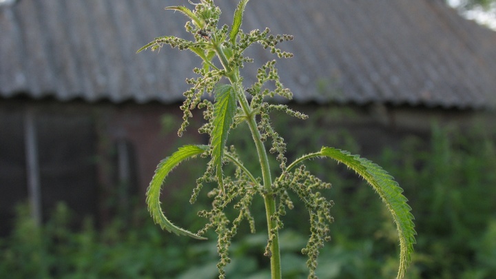 Крапива от коронавируса? Доктор медицины напомнил: Мы в 90-х это уже проходили