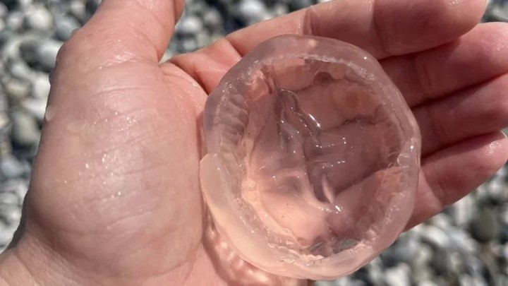 Побережье Черного моря атаковали медузы