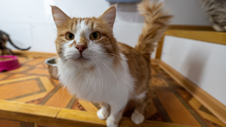 Мясников подсказал пушистый антистресс для каждого. Но есть опасный нюанс