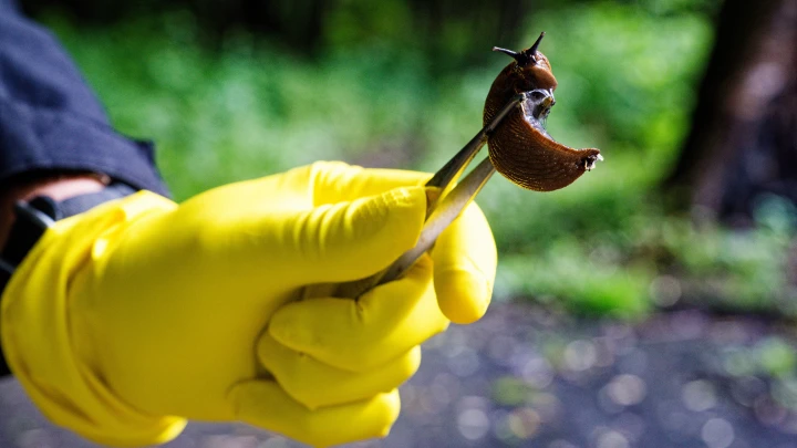 Роковая шалость: парень умер из-за съеденного на спор слизняка