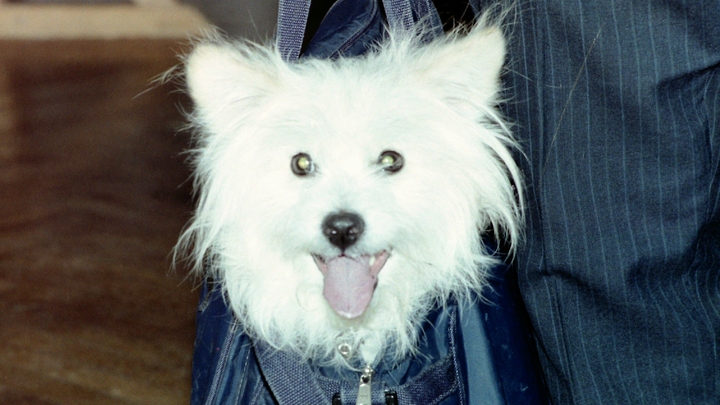 Аэрофлот ввёл новые правила перевозки животных. Что делать пассажирам с аллергией?