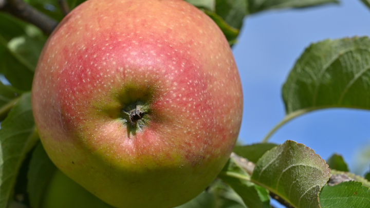 Выбрасываете самое полезное: Онколог назвала два продукта, которые надо есть с кожурой