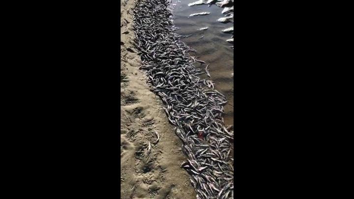 В Краснодаре на берег реки Кубани выбросило тысячи мертвых мальков осетра